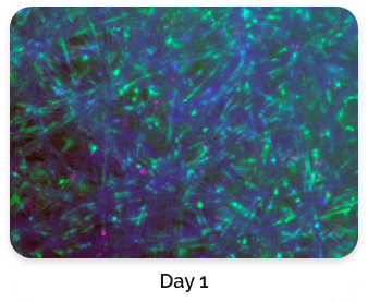 Live Cell Staining with Fluorescence Dyes day 1